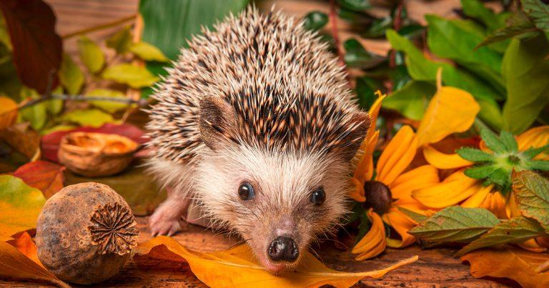 221015 igel