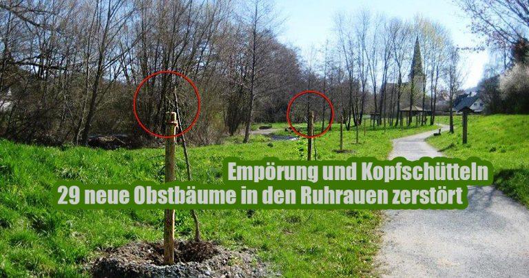 Olsberg Ruhrauen Obstbaeume zerstoert