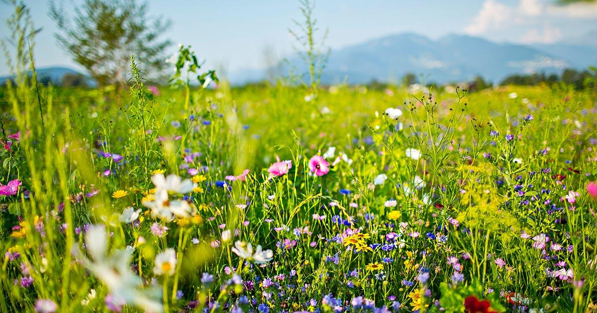 Kraeutern und Pflanzen aus der Natur Kraeuter Herbstzeitlose als giftiger Baerlauch Doppelgaenger Brilo Warstein Totallokal