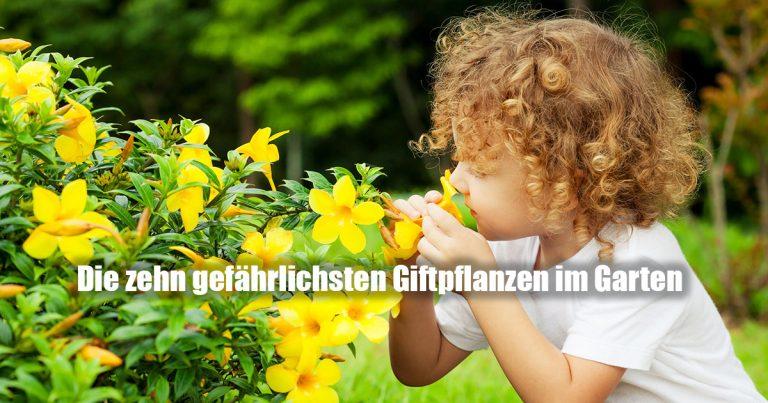 heimische Gartenpflanzen lebensgefaehrlich giftig