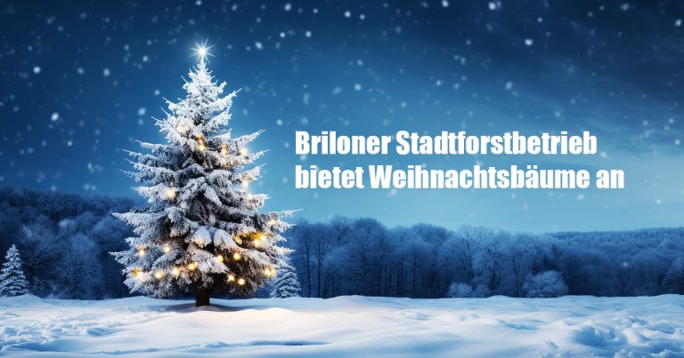 Briloner Weihnachtbaeume