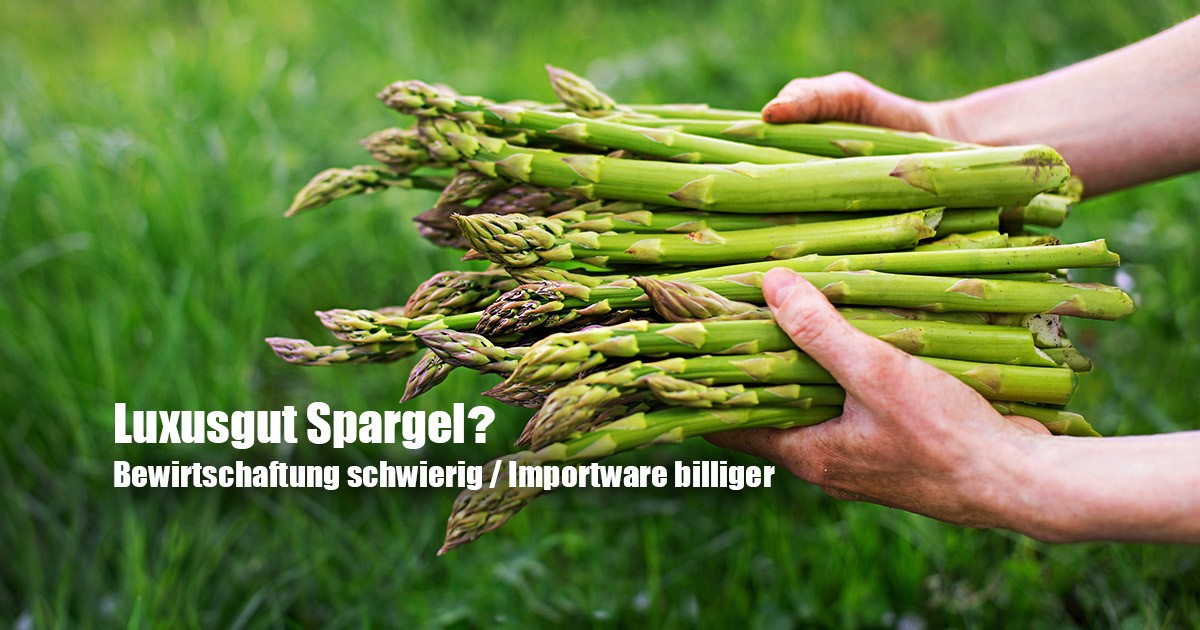 Spargel wegen Mindestlohn so teuer