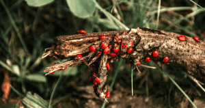 Biodiversität unter der Lupe